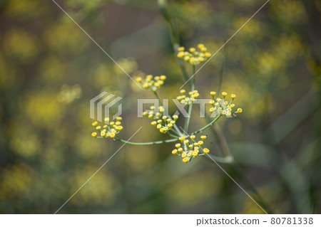 Fennel (scientific name: Foeniculum vulgare) Alias: Fennel, Fennel, Sun 80781338