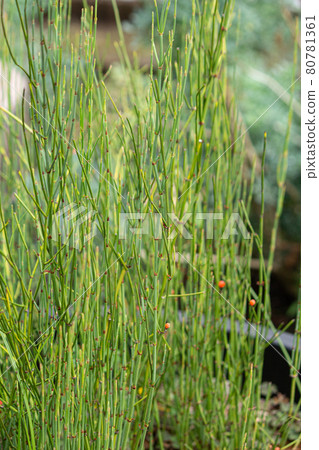 Ephedra scientific name: Ephedra sp. Crude drug name Ephedra (Ephedra) Crude drug raw material, Tokyo, Japan, summer, red fruit 80781361
