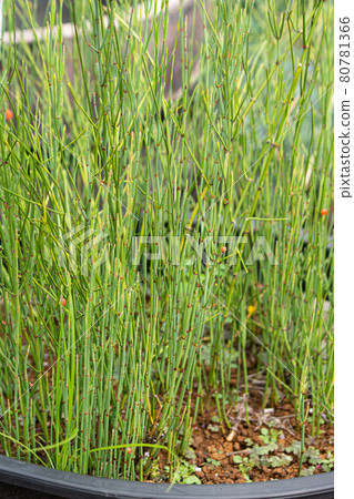 麻黃學名:Ephedra sp. 粗藥名 麻黃(Ephedra) 粗藥原料,日本東京,夏,紅果 麻黃學名:Ephedra sp. 粗藥名 麻黃(Ephedra) 粗藥原料,日本東京,夏,紅果 80781366