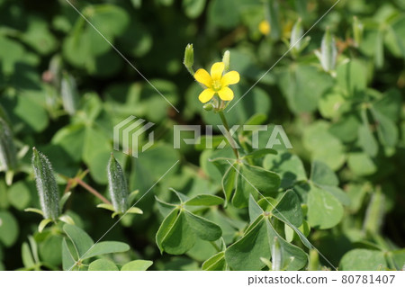 開花在領域的小黃色，草屬花 80781407
