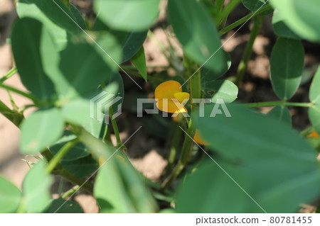 Yellow peanut flowers that bloom in summer 80781455