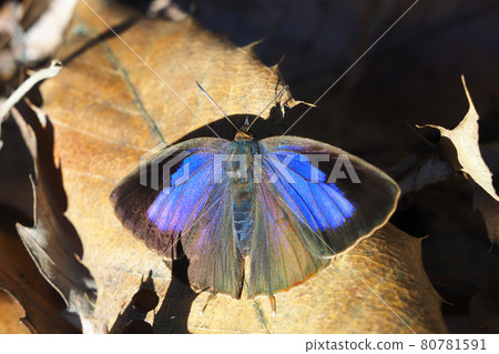 紫燕（女） 80781591