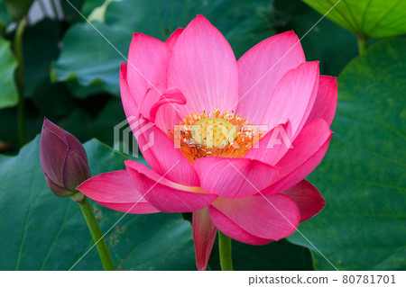 Blue rhombus Guren and buds Blue rhombus Guren and buds 80781701