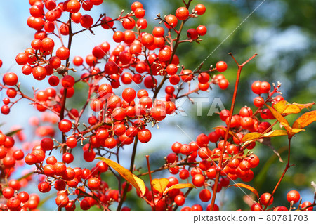 Nanten Fruit 80781703