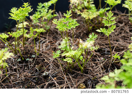 Senkyu Scientific name: Cnidium officinale Crude drug name: Senkyu (Kawasato), Chinese herbal ingredients Senkyu Scientific name: Cnidium officinale Crude drug name: Senkyu (Kawasato), Chinese herbal ingredients 80781765