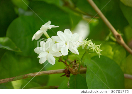 Matsurika (Marika, Jasmine Arabia) Scientific name: Jasminum sambac Ait. Jasmine tea 80781775