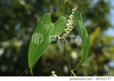 Jinenjo, which has small white round flowers in summer 80781777