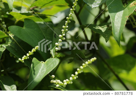 Jinenjo, which has small white round flowers in summer Jinenjo, which has small white round flowers in summer 80781778