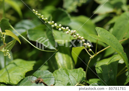 Jinenjo, which has small white round flowers in summer 80781781
