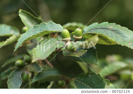 Still blue and small, Quercus serrata acorns 80782124