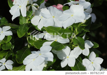 Colorful Madagascar periwinkle flowers that decorate the midsummer flowerbed 80782147