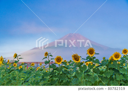 (Yamanashi Prefecture) Sunflower field and Mt. Fuji in the foggy city of flowers at dawn 80782319