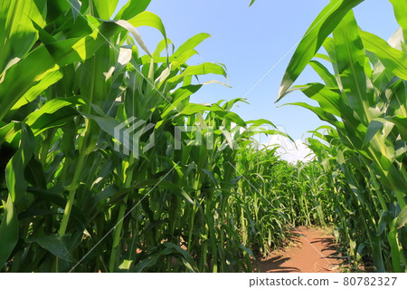 Corn field and summer sky blue sky 80782327