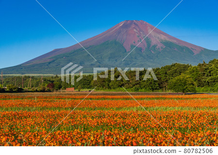 （山梨縣）陽光明媚的晨霧中的花田和富士山 80782506