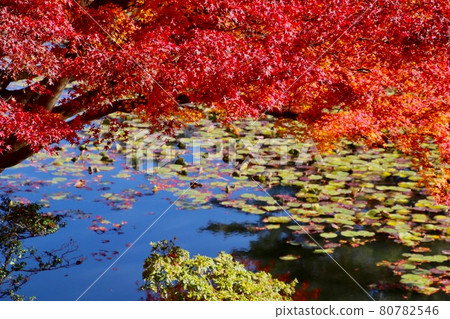 Autumn snake nose play paradise (Fukushima Prefecture, Motomiya city) 80782546