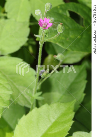 天竺葵,一種在路邊開花的淺粉色草本植物 天竺葵,一種在路邊開花的淺粉色草本植物 80782615