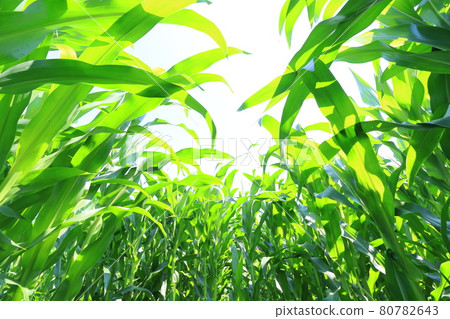 A maze of corn fields, memories of summer vacation A maze of corn fields, memories of summer vacation 80782643