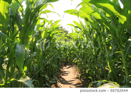 A maze of corn fields, memories of summer vacation A maze of corn fields, memories of summer vacation 80782644