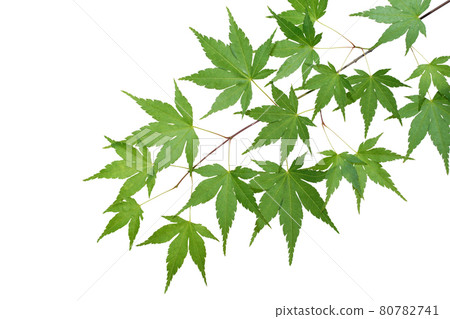 Blue maple leaves for synthesis with cutout pass 80782741