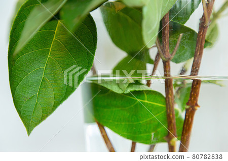 Plants in a vase Plants in a vase 80782838
