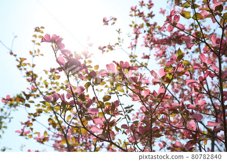 盛開的花水木 盛開的花水木 80782840
