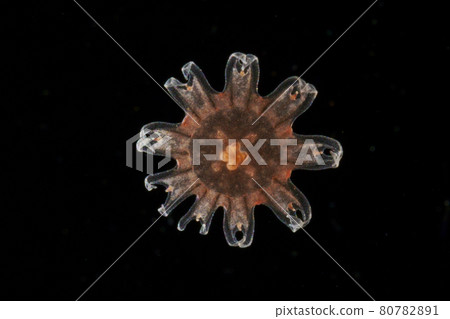Efira of red jellyfish 80782891