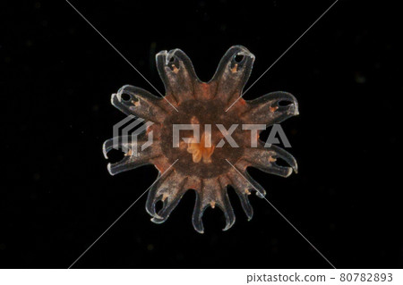 Efira of red jellyfish Efira of red jellyfish 80782893