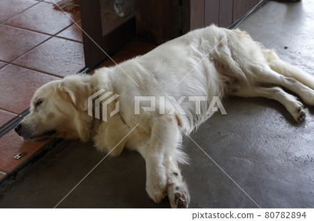 Large dog lying in front of the cafeteria and resting Large dog lying in front of the cafeteria and resting 80782894