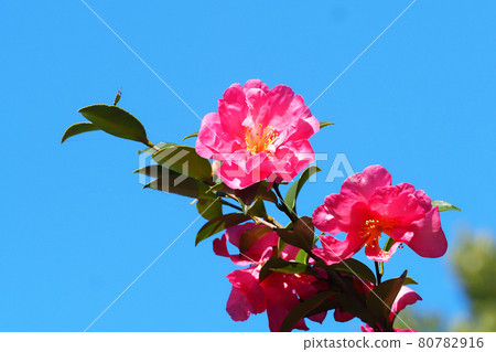 Cold camber flowers Cold camber flowers 80782916