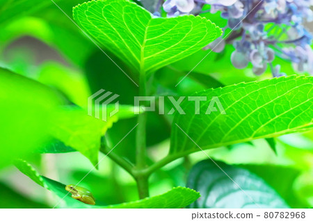 Japanese tree frog and hydrangea Japanese tree frog and hydrangea 80782968