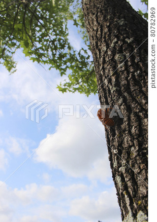 Background_Back_Texture_753_Summer 80782969