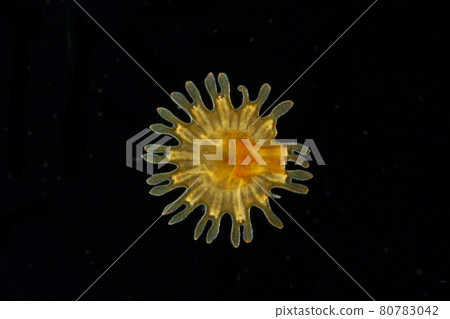 Sanderia malayensis efira Sanderia malayensis efira 80783042