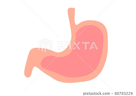 Stomach vector illustration Stomach vector illustration 80783229