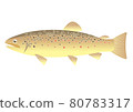 Brown trout 80783317