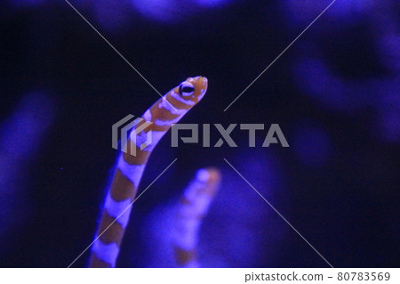 水上樂園品川西岸 80783569