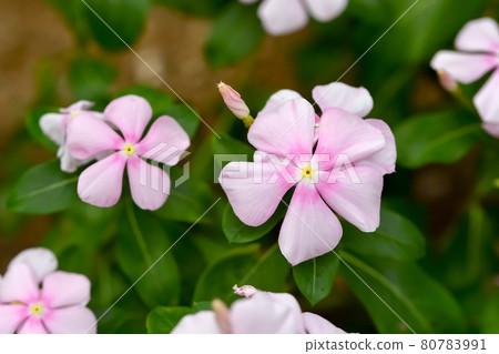 長春花 80783991