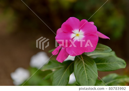 長春花 長春花 80783992