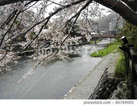 日本河景:流經長門湯本溫泉的耳傾川清澈的溪流和盛開的櫻花 日本河景:流經長門湯本溫泉的耳傾川清澈的溪流和盛開的櫻花 80784005