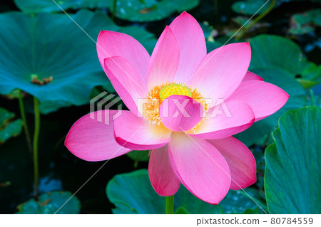 Gyoda lotus in ancient lotus village 80784559