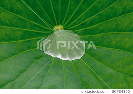 A puddle in the hollow of a lotus leaf A puddle in the hollow of a lotus leaf 80784560