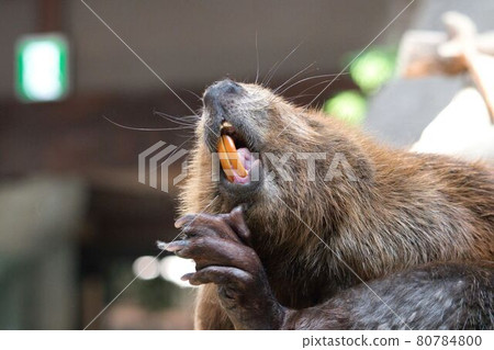 Bare beaver 80784800