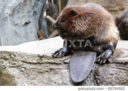 Beaver sitting and showing his tail Beaver sitting and showing his tail 80784802