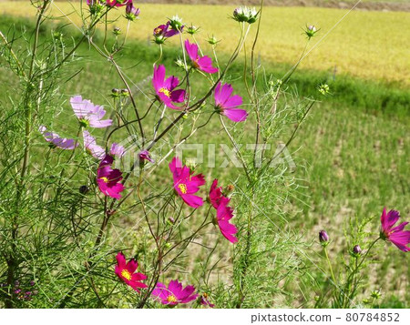 碩果累累的秋波斯菊 碩果累累的秋波斯菊 80784852