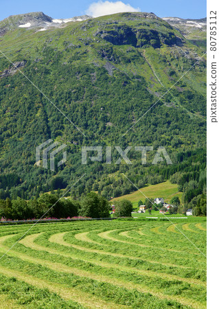 Summer rural landscape with windrows of freshly cut hay in a field in Norway Scandinavia 80785112