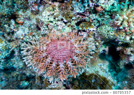 Onihitde Onihitde 80785357