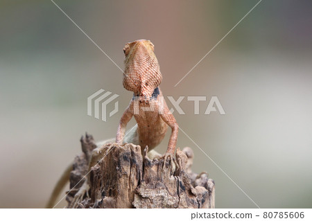 Small lizard brown color is holding on branch tree in nature background Small lizard brown color is holding on branch tree in nature background 80785606