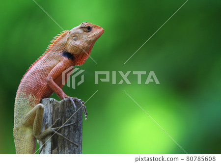 Small lizard brown color is holding on branch tree beautiful daylight in nature background Small lizard brown color is holding on branch tree beautiful daylight in nature background 80785608