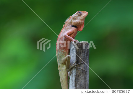 A lizard animal wildlife with a small spike and colorful is perched on a branch in a forest with green background A lizard animal wildlife with a small spike and colorful is perched on a branch in a forest with green background 80785657