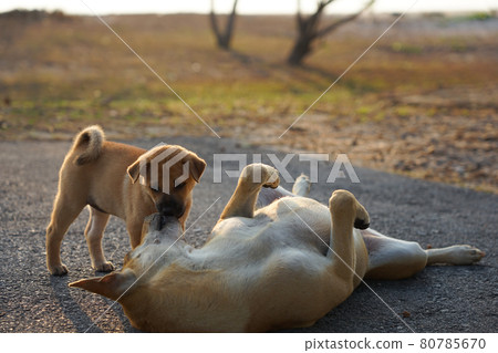 Mother dog and puppy domestic dog take care and playing on the beach in morning time so cute Mother dog and puppy domestic dog take care and playing on the beach in morning time so cute 80785670