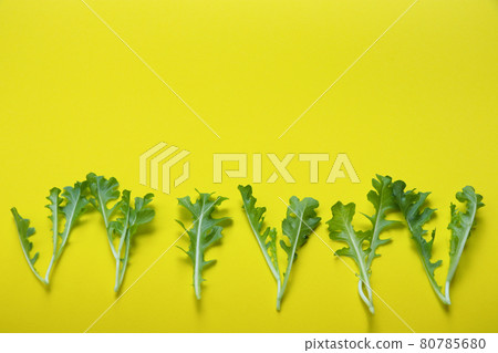 Young Royal Green Oak vegetable leaves fresh for life on yellow background	 80785680